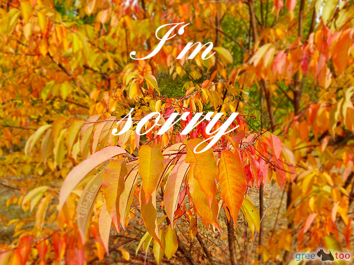 I Am Sorry