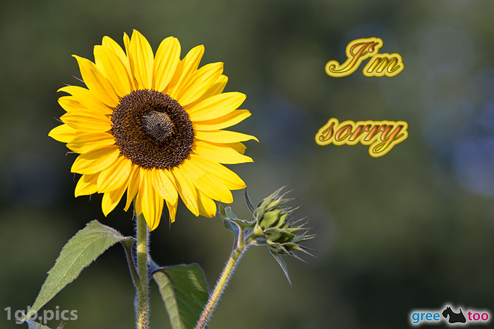 Sonnenblume I Am Sorry Bild - 1gb.pics