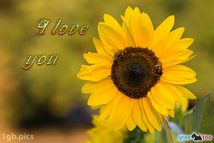 Sonnenblume Bienen I Love You Bild - 1gb.pics