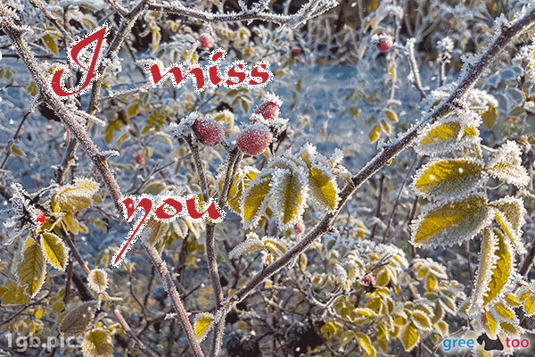 Hagebuttenstrauch Frost I Miss You Bild - 1gb.pics