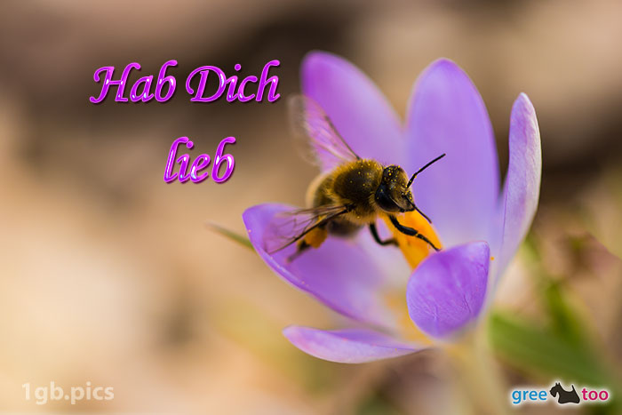 Krokus Biene Hab Dich Lieb