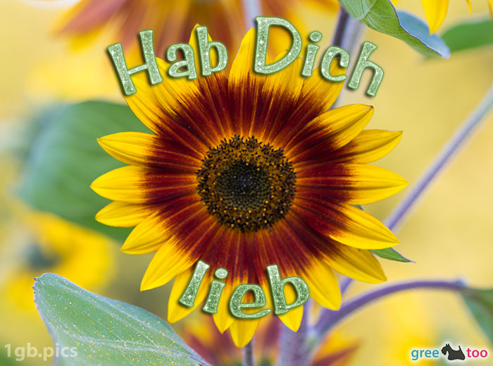 Sonnenblume Hab Dich Lieb