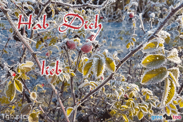 Hagebuttenstrauch Frost Hab Dich Lieb Bild - 1gb.pics