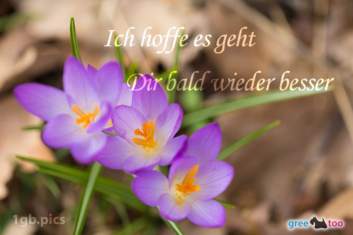 Ich hoffe es geht dir bald wieder besser von 1gbpics.com