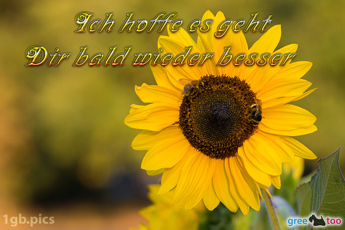 Sonnenblume Bienen Ich Hoffe Es Geht Dir Besser Bild - 1gb.pics