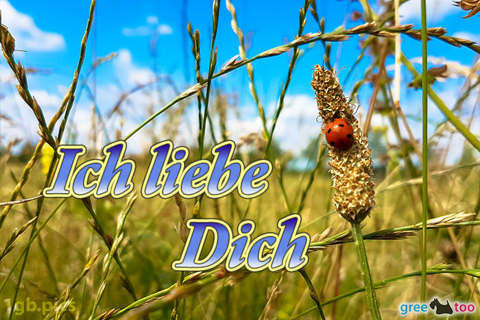 Marienkaefer Ich Liebe Dich