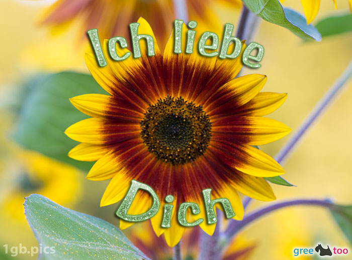 Sonnenblume Ich Liebe Dich Bild - 1gb.pics
