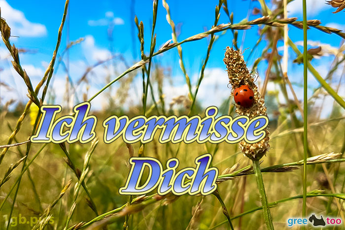 Marienkaefer Ich Vermisse Dich