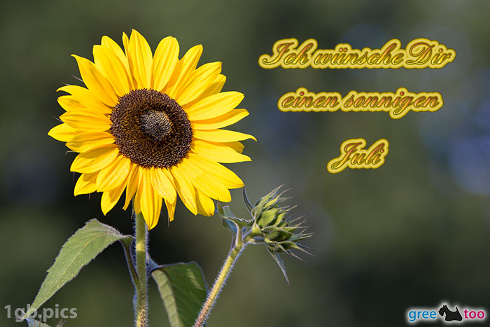 Sonnenblume Einen Sonnigen Juli