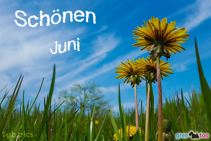 Loewenzahn Himmel Schoenen Juni