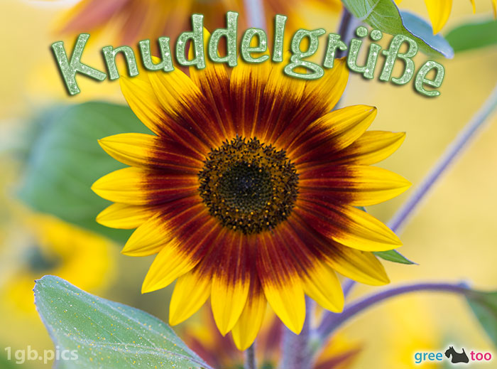 Sonnenblume Knuddelgruesse Bild - 1gb.pics