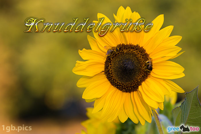 Sonnenblume Bienen Knuddelgruesse