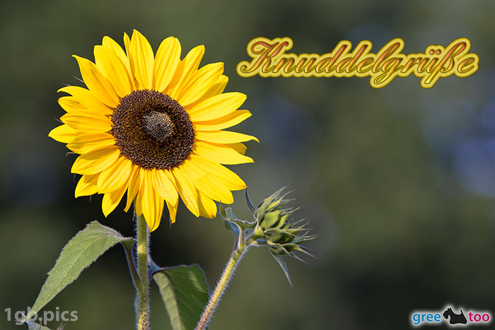 Sonnenblume Knuddelgruesse