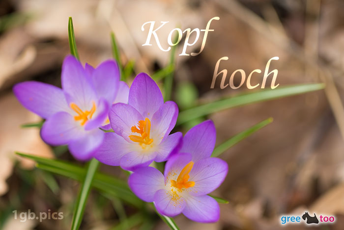 Kopf Hoch von 1gbpics.com