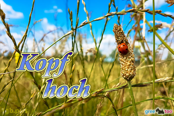 Kopf Hoch von 1gbpics.com