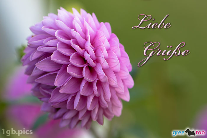 Lila Dahlie Liebe Gruesse