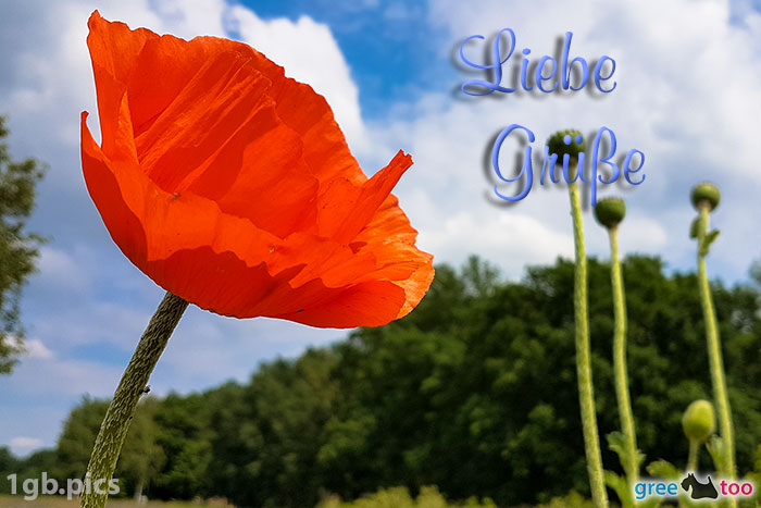 Mohnblume Liebe Gruesse