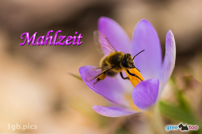 Krokus Biene Mahlzeit