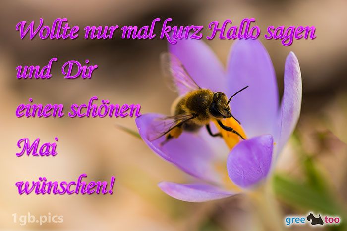 Krokus Biene Einen Schoenen Mai Bild - 1gb.pics