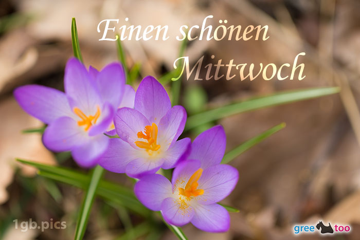 Mittwoch von 1gbpics.com