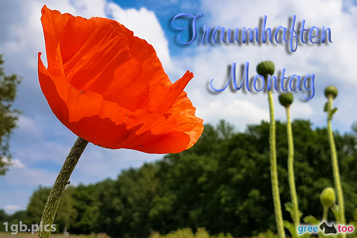Mohnblume Traumhaften Montag