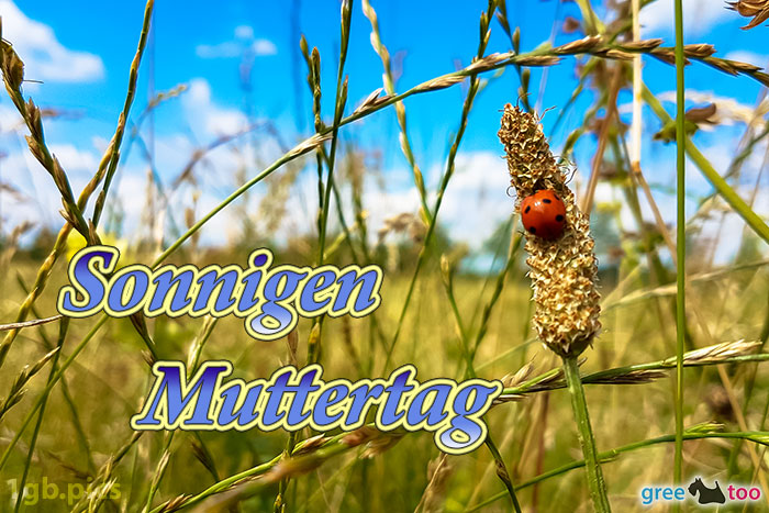 Marienkaefer Sonnigen Muttertag