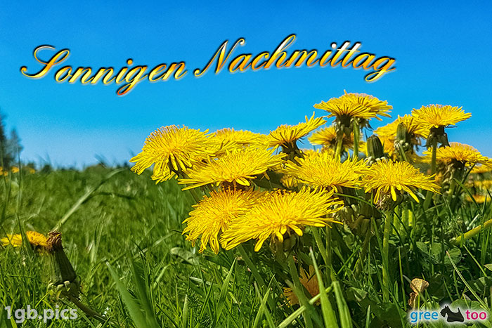 Loewenzahn Sonnigen Nachmittag