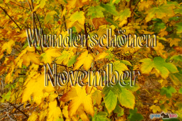 November von 1gbpics.com