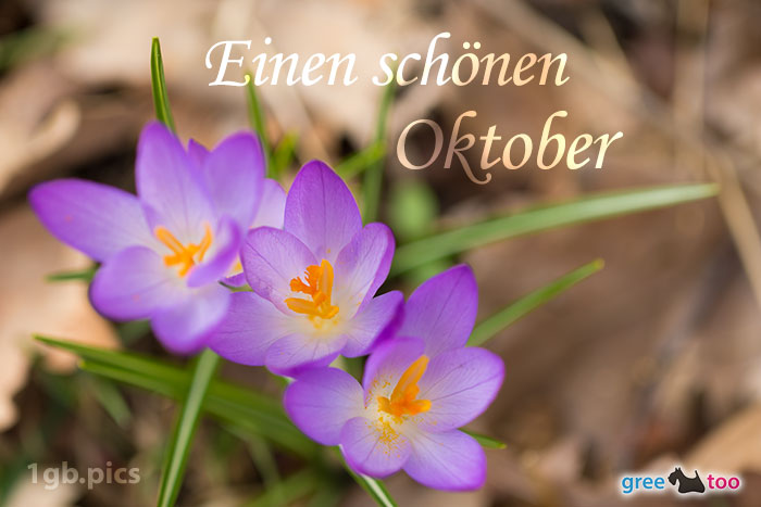 Lila Krokus Einen Schoenen Oktober Bild - 1gb.pics