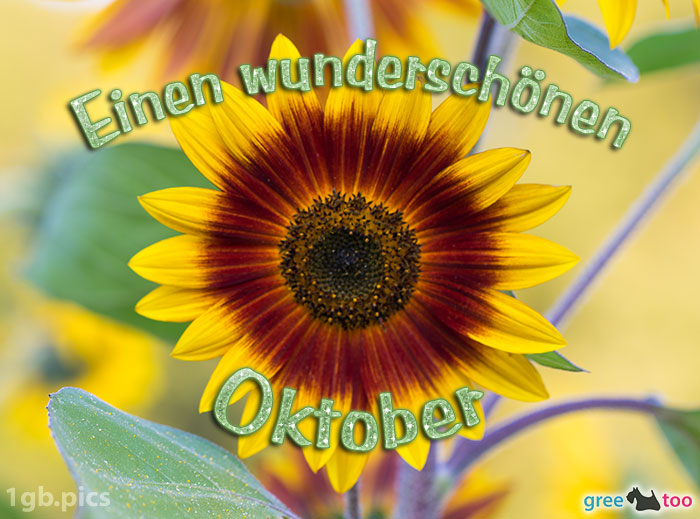 Sonnenblume Einen Wunderschoenen Oktober Bild - 1gb.pics