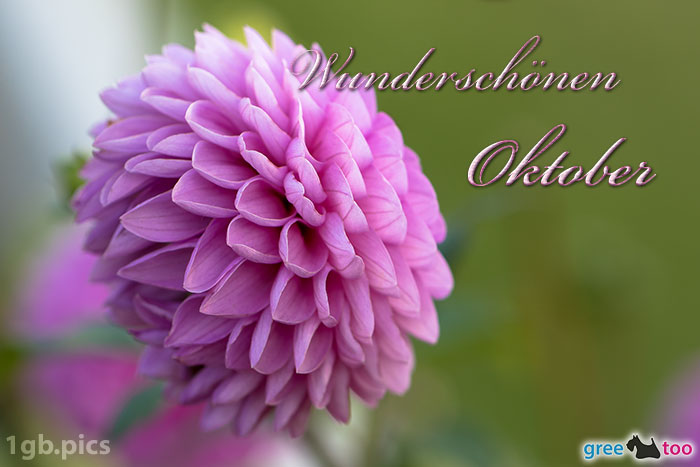 Lila Dahlie Wunderschoenen Oktober