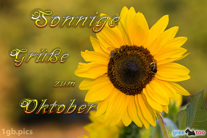 Sonnenblume Bienen Zum Oktober Bild - 1gb.pics