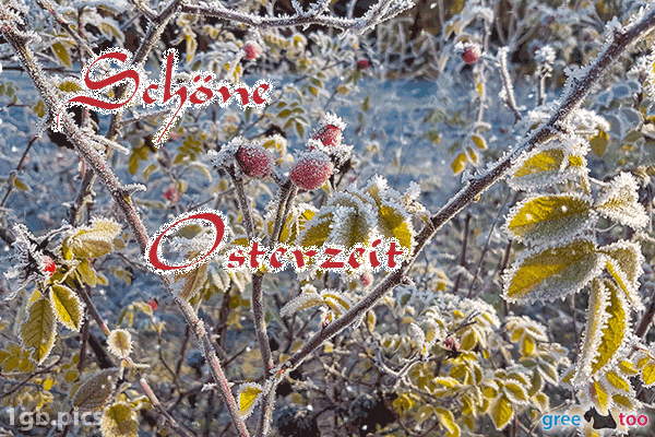 Hagebuttenstrauch Frost Schoene Osterzeit