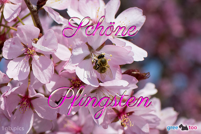 Schoene Pfingsten