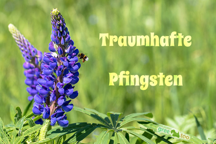 Traumhafte Pfingsten