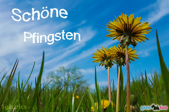 Loewenzahn Himmel Schoene Pfingsten