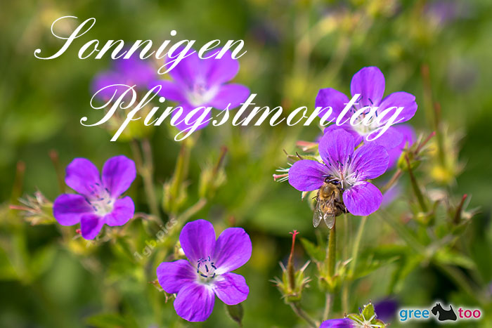 Pfingstmontag von 1gbpics.com