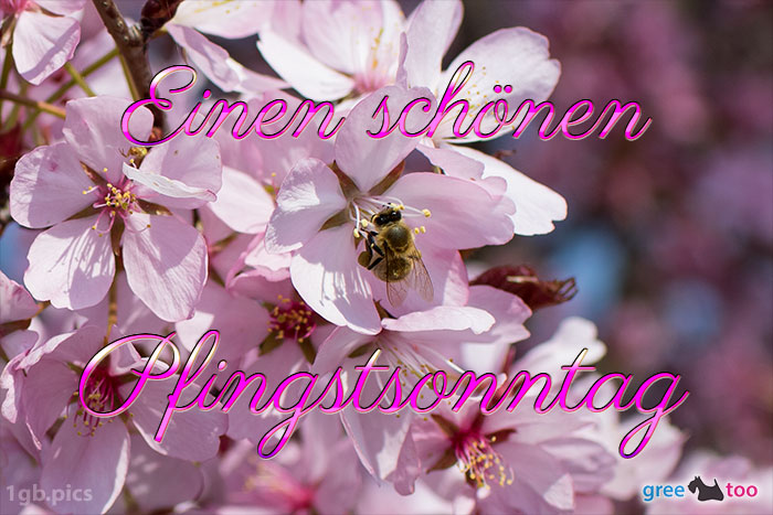 Pfingstsonntag von 1gbpics.com