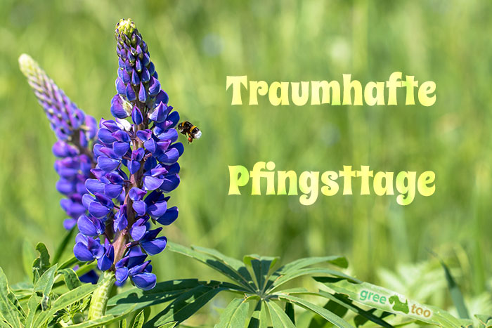 Traumhafte Pfingsttage