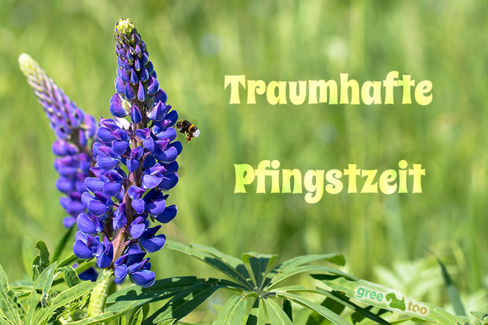 Pfingstzeit von 1gbpics.com