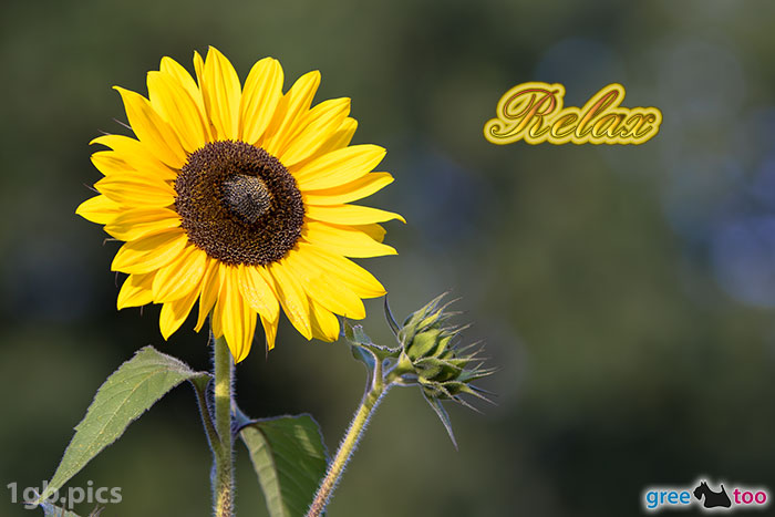 Sonnenblume Relax