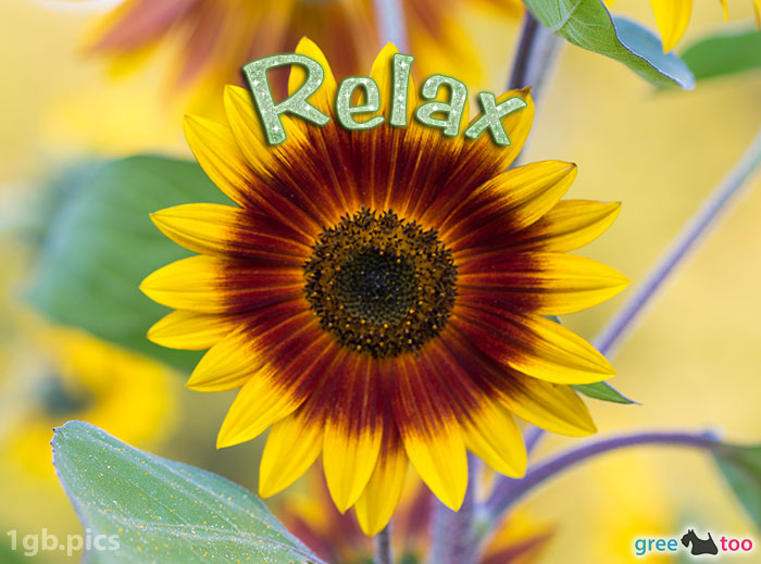 Sonnenblume Relax
