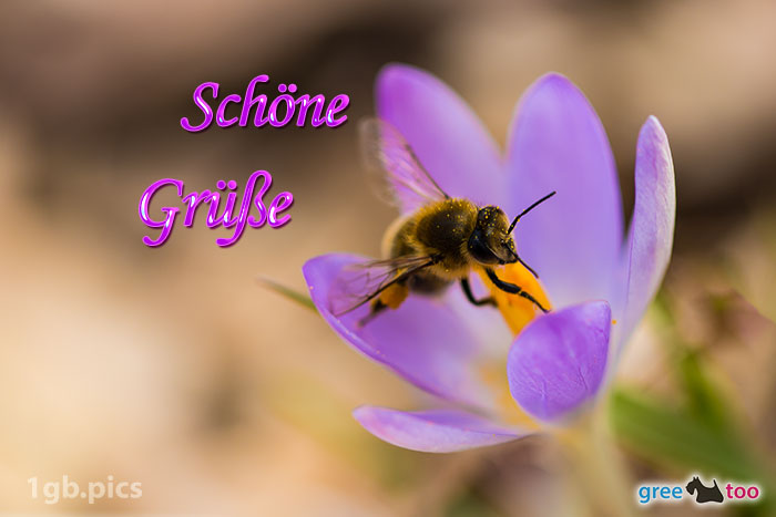 Krokus Biene Schoene Gruesse