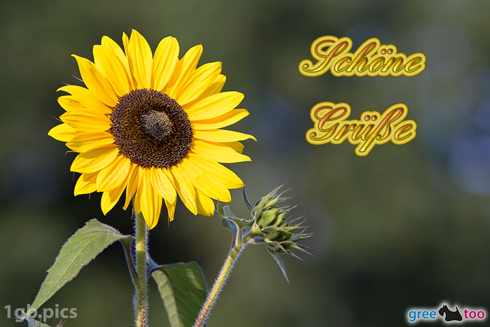 Sonnenblume Schoene Gruesse Bild - 1gb.pics