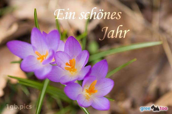 Lila Krokus Ein Schoenes Jahr