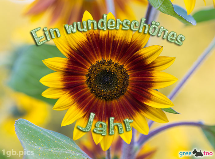 Sonnenblume Ein Wunderschoenes Jahr