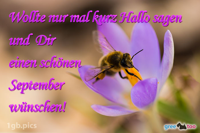 Krokus Biene Einen Schoenen September Bild - 1gb.pics