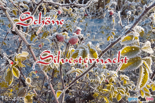 Hagebuttenstrauch Frost Schoene Silvesternacht Bild - 1gb.pics