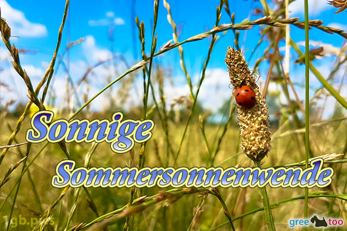 Marienkaefer Sonnige Sommersonnenwende