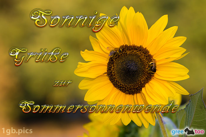 Sonnenblume Bienen Zur Sommersonnenwende